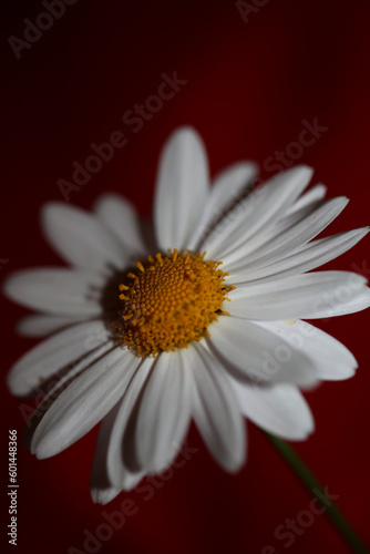 White star flowering macro botanical background leucanthemum maximum family asteraceae flowers blooming in a meadow close up of big size high quality white marguerites