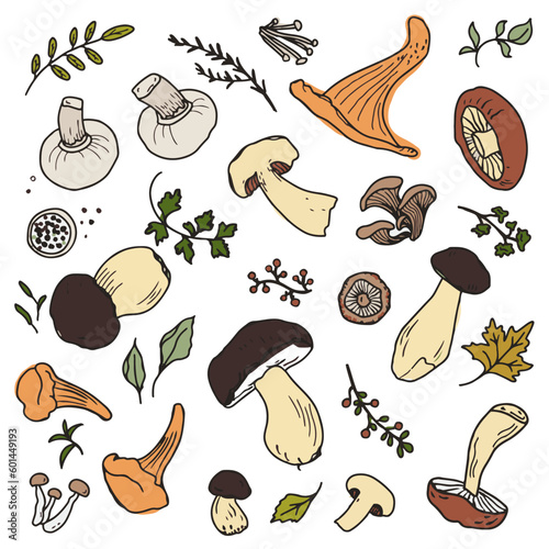Mushrooms set with seasoning and herbs vector illustration. Hand drawn art of edible mushrooms.