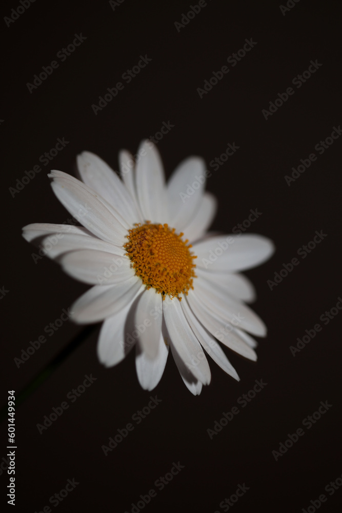 White star flowering macro botanical background leucanthemum maximum family asteraceae flowers blooming in a meadow close up of big size high quality white marguerites