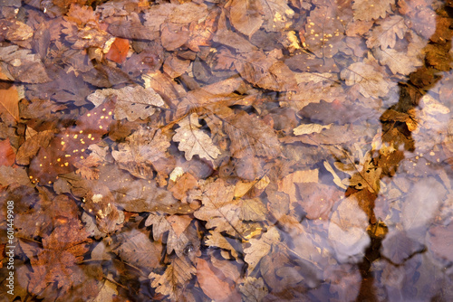 Dry oak leaves underwater.