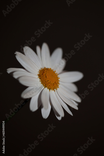 White star flowering macro botanical background leucanthemum maximum family asteraceae flowers blooming in a meadow close up of big size high quality white marguerites
