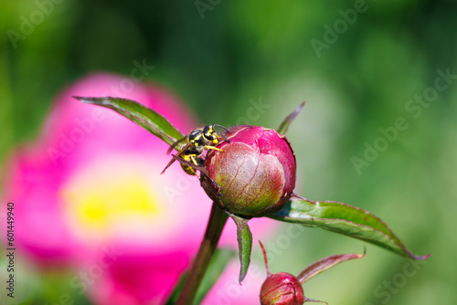 Macro photography of a wasp on a flower