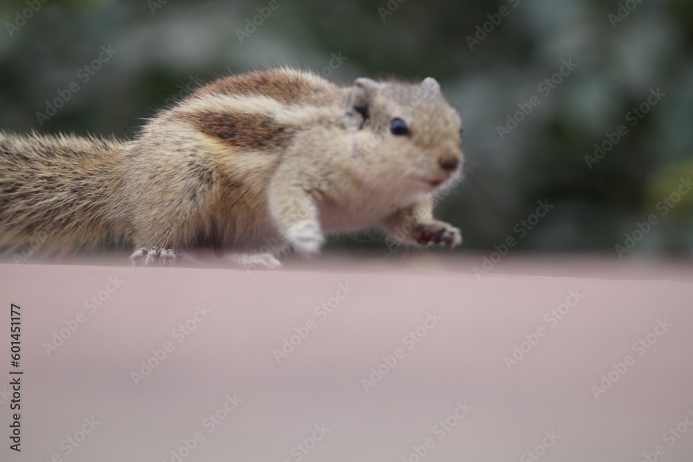 Obraz premium squirrel in the park