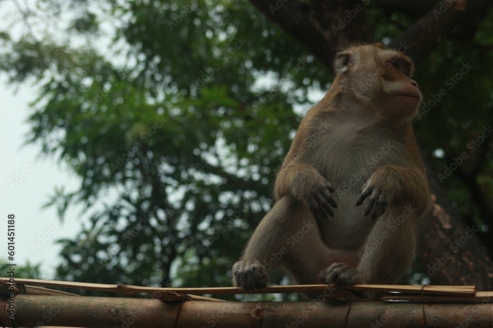 Naklejka premium Plangon Cirebon Indonesian monkey, one of the animal species from the class Mammalia, order Primates and family Cercopithecidae, namely Macaca fascicularis or long-tailed Monkey