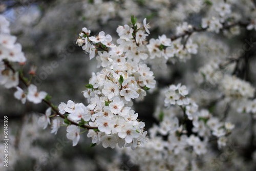 blooming tree in spring © Арман Амбарцумян