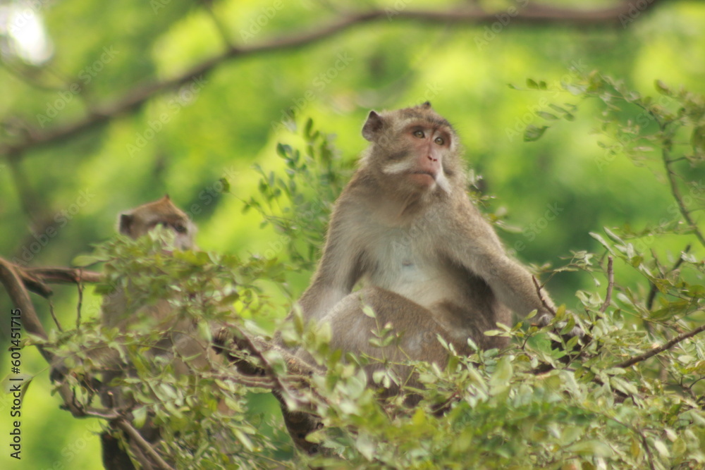 Plangon Cirebon Indonesian monkey, one of the animal species from the class Mammalia, order Primates and family Cercopithecidae, namely Macaca fascicularis or long-tailed Monkey
