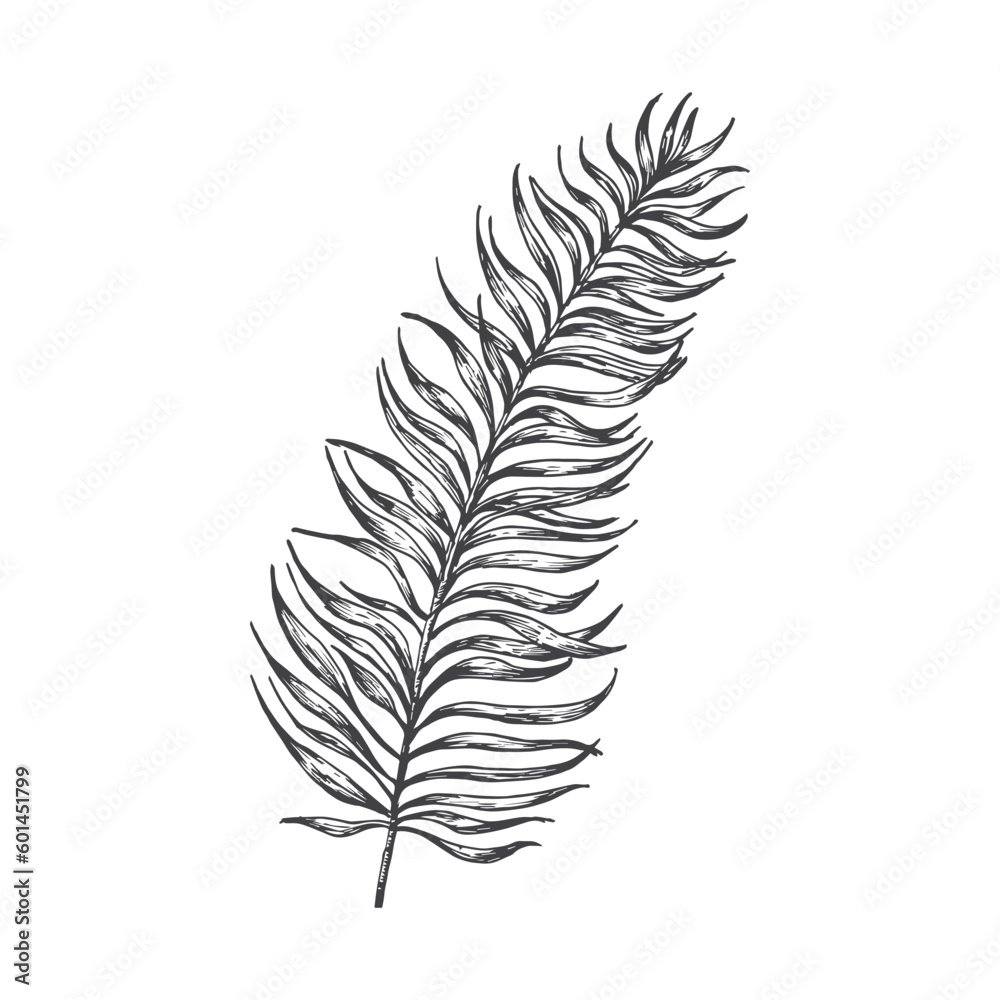 Palm Branch Hand Drawn Doodle Vector Illustration. Floral Tropical Leaf Sketch Style Drawing Isolated