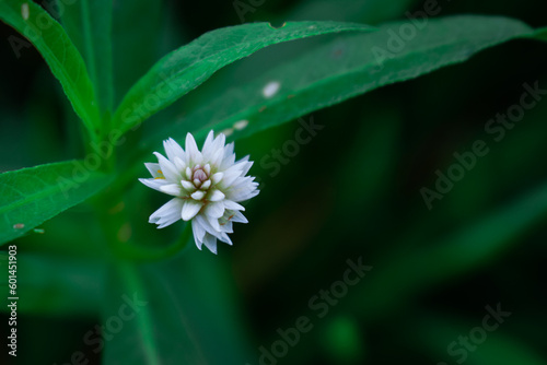 Allligator Weed Flower | White Flower with Green Blurry Background