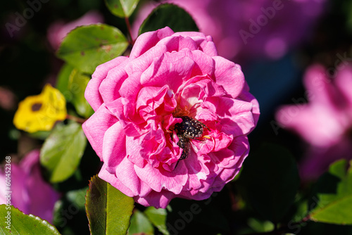 Macro photography of a Cockchafer on a flower