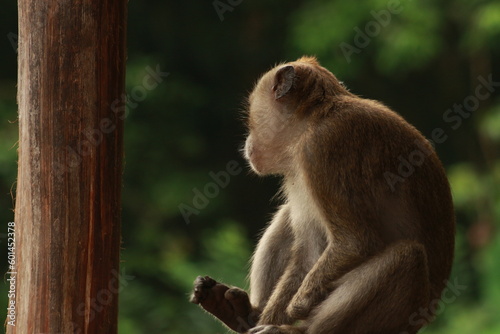Plangon Cirebon Indonesian monkey, one of the animal species from the class Mammalia, order Primates and family Cercopithecidae, namely Macaca fascicularis or long-tailed Monkey