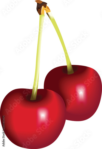 red cherry vector