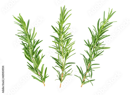 rosemary isolated on transparent png