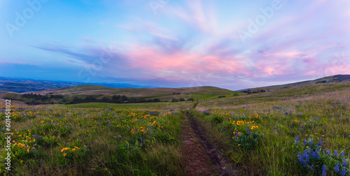 wildflower field at sunrise