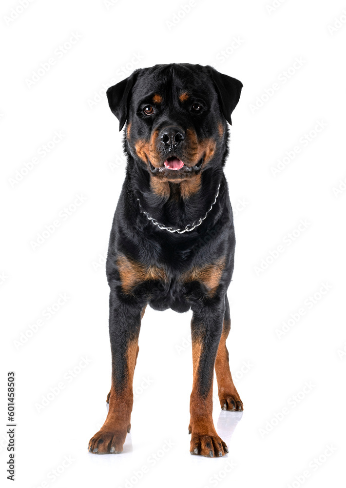 Fototapeta premium rottweiler in studio