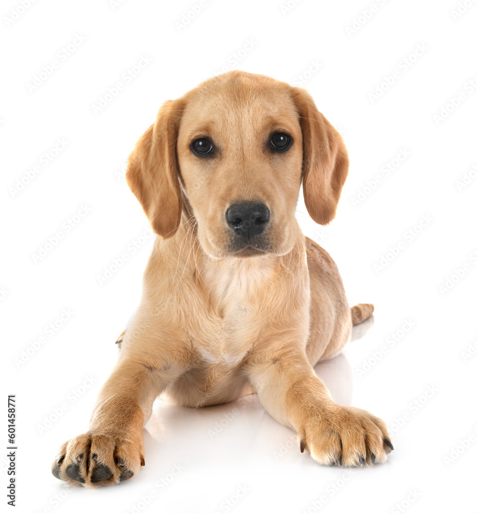 puppy labrado retriever