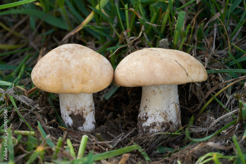 Edible mushroom Calocybe gambosa in the grass. Known as St. George's Mushroom. Wild spring mushrooms in the meadow. © Igor Kramar