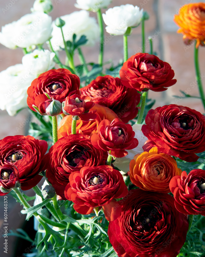 Obraz premium Beautiful bouquet of blooming ranunculus. Red blooming flowers. Background for congratulations on Valentine's, mother's day, birthday, March 8, beloved. Close up. Selective focus. Hello, spring!