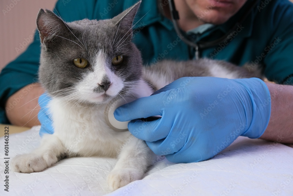 Vet doctor examines a cat in a veterinary office, an injection and