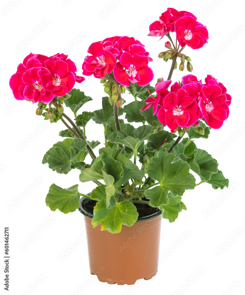 Obraz premium Géranium zonale rouge en pot