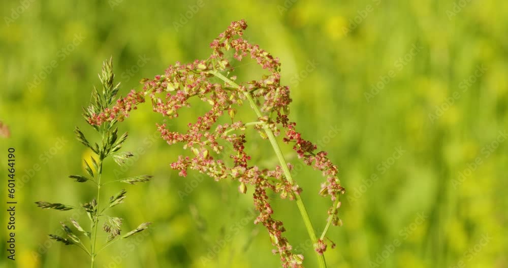 Sorrel (Rumex acetosa), also called common sorrel or garden sorrel Sorrel (Rumex acetosa), also called common sorrel or garden sorrel