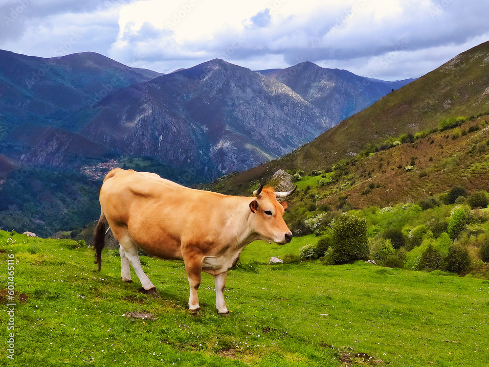 'Asturiana de los Valles' cattle near Cores village, Somiedo Nature Park, Asturias, Spain