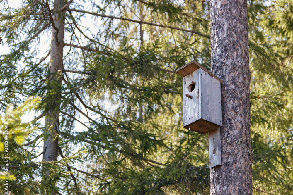 Focus on empty birdhouse in spring forest