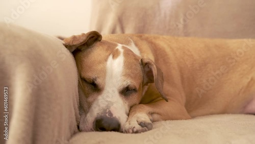 Portrait of a dog sleeping on a couch in natural daylight. Sleepy staffordshire terrier mutt, daydreaming, taking an afternoon nap