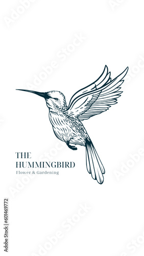 humming bird or colibri bird hand drawing illustration, isolated vector design.