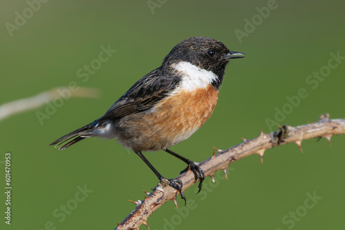 European stonechat - Saxicola rubicola male perched with green background. Photo from nearby Baltimore in Ireland.
