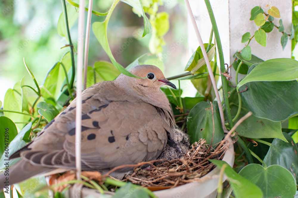 Mourning dove mama bird with a baby bird sitting in a nest. Pigeon baby bird with mommy Mourning dove mama bird with a baby bird sitting in a nest. Pigeon baby bird with mommy