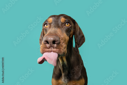 Summer, spring hungry vizsla puppy dog licking its lips with tongue. Isolated on blue background © Sandra