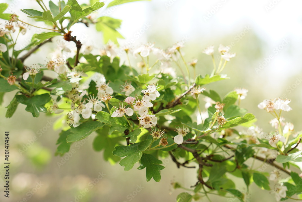 枝の白い小さな花々 枝の白い小さな花々
