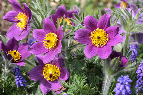 Bilde på lerret Violet pasque flower with grape hyacinth outdoors