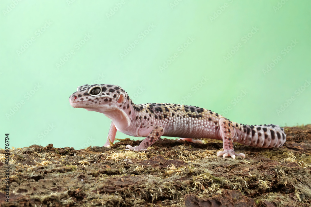 Naklejka premium Fat-tailed geckos isolated on wood, leopard gecko lizard, eublepharis macularius
