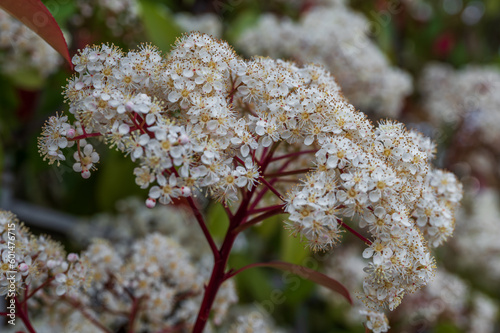 Spectacular photos of Viburnum Tinus photo