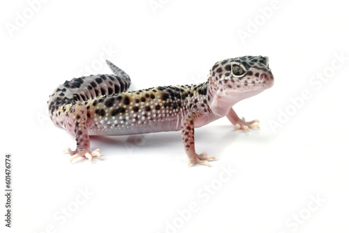 Fat-tailed geckos isolated on white background, leopard gecko lizard, eublepharis macularius 