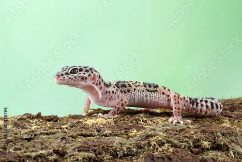 Fat-tailed geckos isolated on wood, leopard gecko lizard, eublepharis macularius