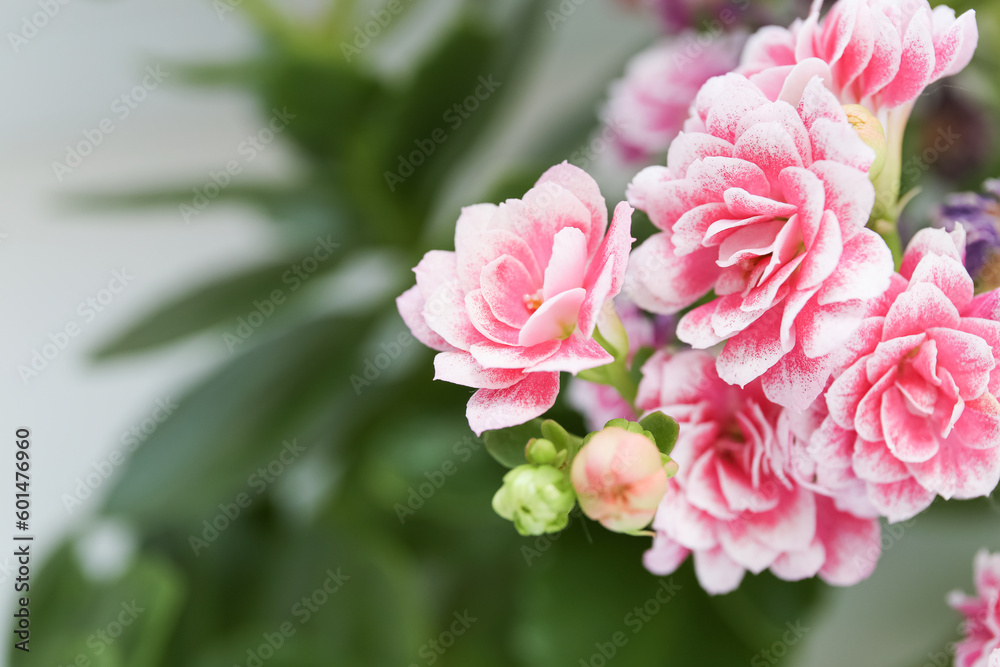 pink kalanchoe flower large with leaves
