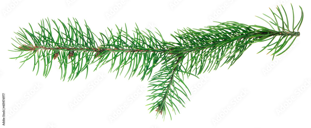 Spruce tree branches. Winter holiday design. Forest details. Beauty in nature. Christmas symbol.  banner.