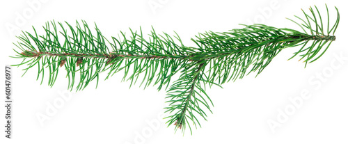 Spruce tree branches. Winter holiday design. Forest details. Beauty in nature. Christmas symbol. banner.