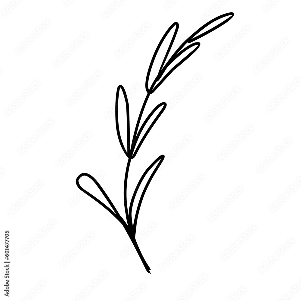 Handrawn leaf line art.simple leaves illustration.decorative plant
