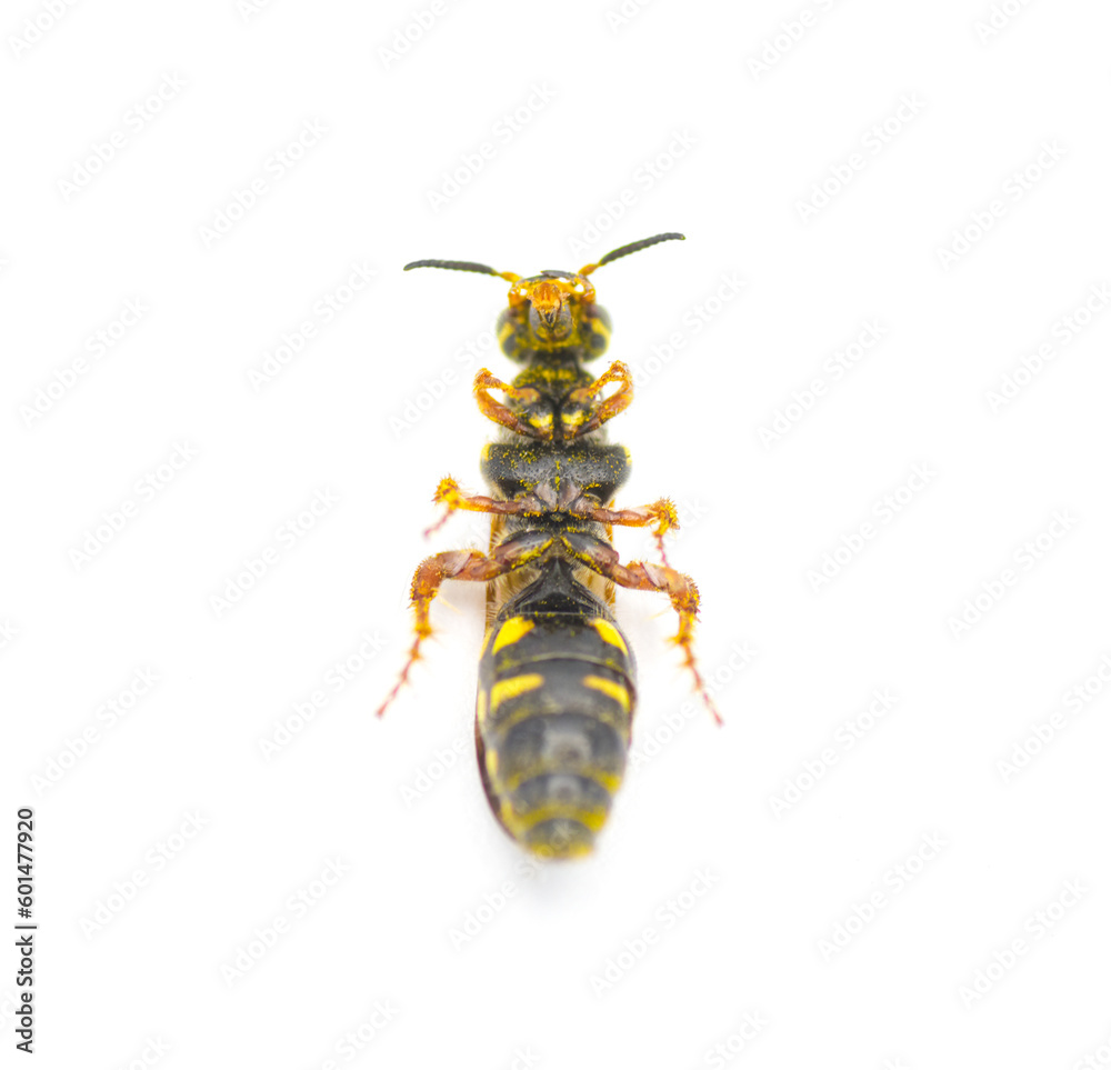 Large black and yellow wasp - Myzinum maculatum - female in great detail throughout isolated on white background. This species is used as a biological control of turf grass pests bottom ventral view Large black and yellow wasp - Myzinum maculatum - female in great detail throughout isolated on white background. This species is used as a biological control of turf grass pests bottom ventral view