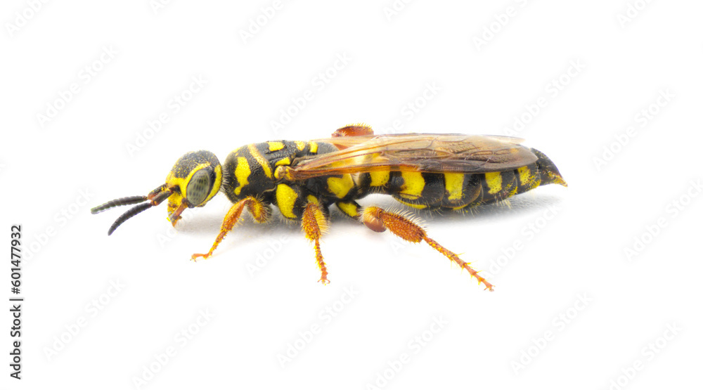 Large black and yellow wasp - Myzinum maculatum - female in great detail throughout isolated on white background. This species is used as a biological control of turf grass pests side profile view