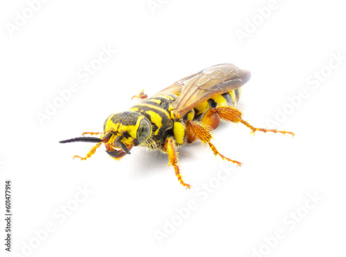 Large black and yellow wasp - Myzinum maculatum - female in great detail throughout isolated on white background. This species is used as a biological control of turf grass pests front side view