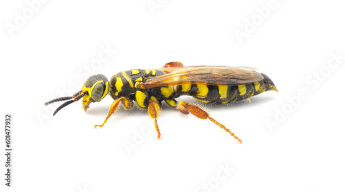 Large black and yellow wasp - Myzinum maculatum - female in great detail throughout isolated on white background. This species is used as a biological control of turf grass pests side profile view photo