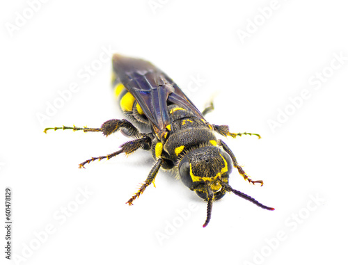 Myzinum obscurum is a species of wasp in the family Thynnidae. Female with large abdomen shiny black with yellow spots isolated on white background, front face view