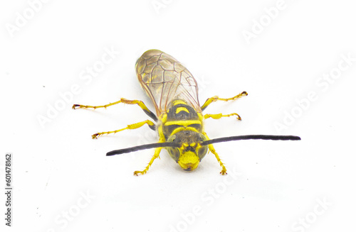 black and yellow wasp - Myzinum maculatum - male in great detail throughout isolated on white background. This species is used as a biological control of turf grass pests front face view photo