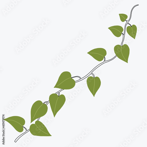 Floral ivy drawing decorative ornament flat design. © tanarch