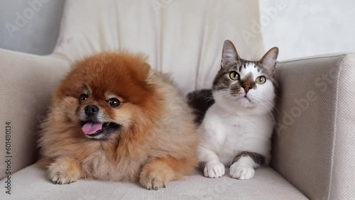 a Pomeranian and a cat sit on a chair