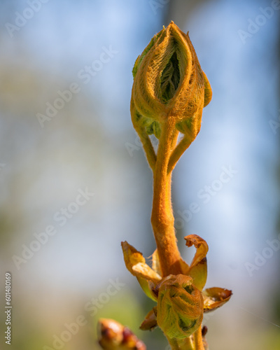 Horse Chestnut - leaf bud opening in spring. Portrait. photo